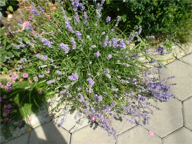 lavanda